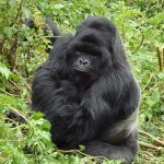 Best sector Bwindi gorilla trekking