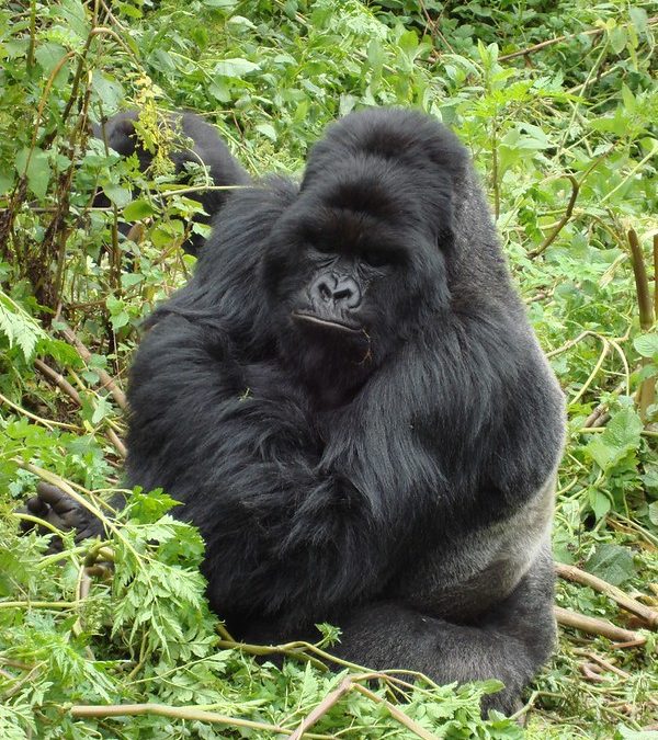 Best sector Bwindi gorilla trekking