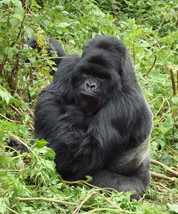 Best sector Bwindi gorilla trekking