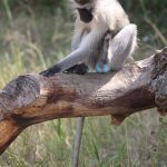 brightly coloured genitals