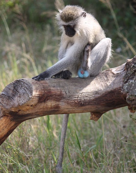 brightly coloured genitals