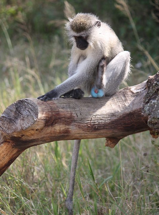 brightly coloured genitals