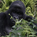 Best lodges gorilla Uganda