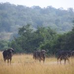 Lake Mburo walking safari