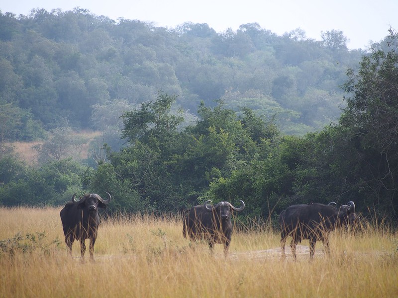 Lake Mburo walking safari