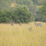 walking safari safety