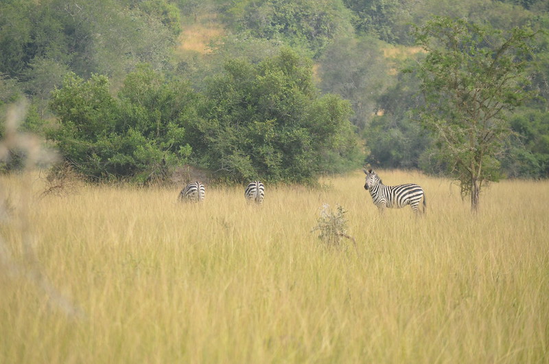 walking safari safety