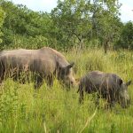 Rhino reintroduction Kidepo