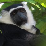 Great Rift Valley primates