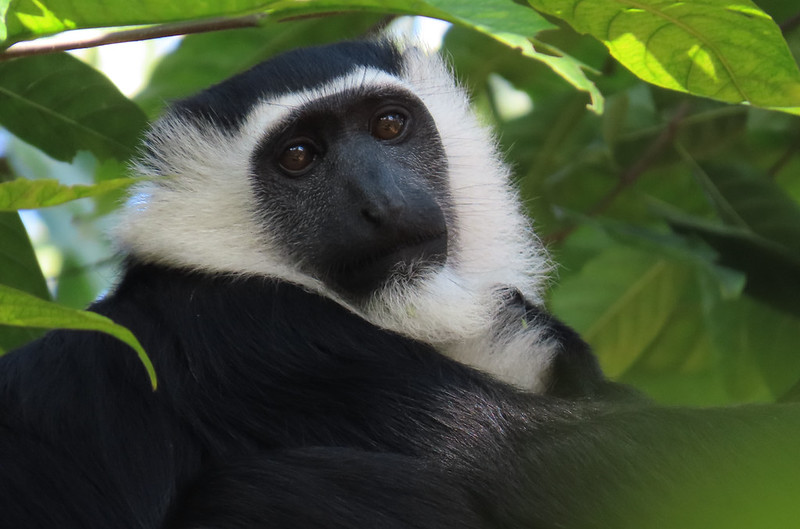Great Rift Valley primates