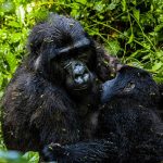 Mgahinga National Park