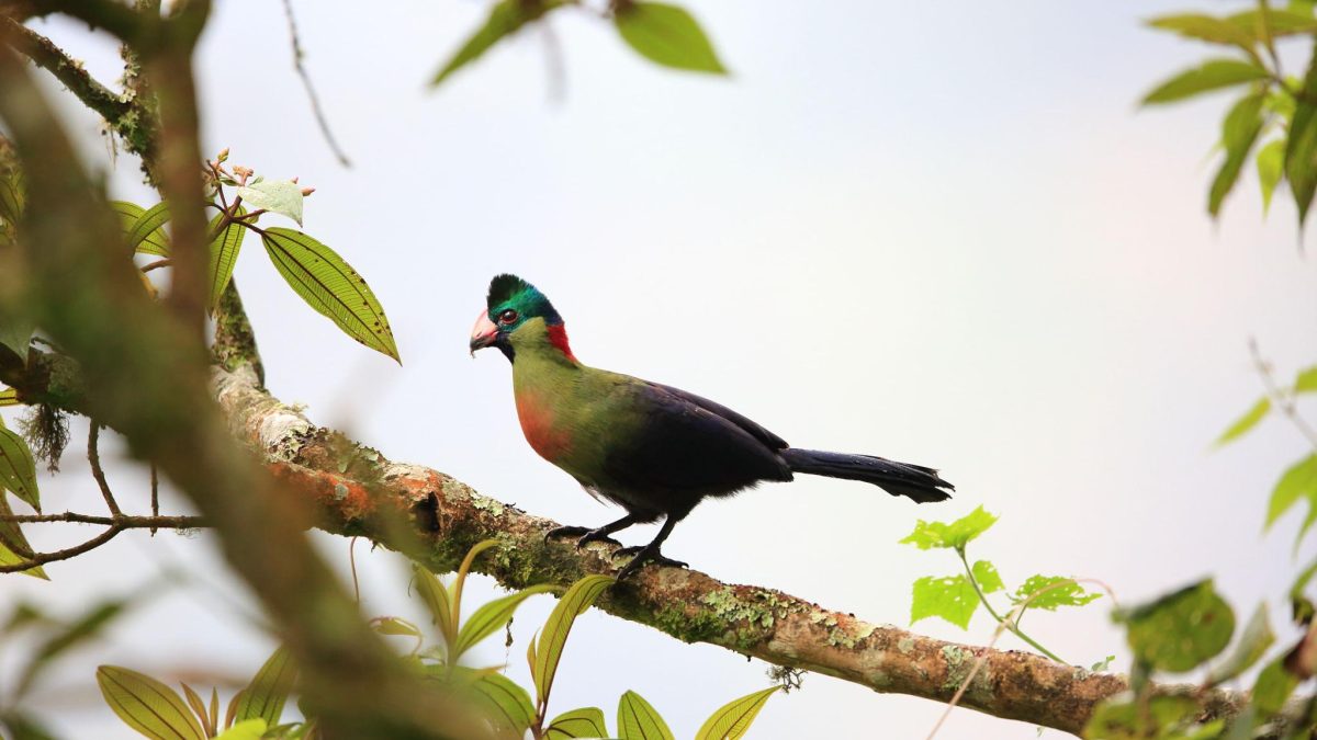 Bird Watching Rwanda