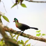Bird Watching Rwanda