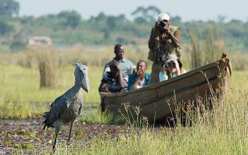 Uganda bird watching