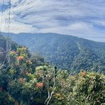 Canopy Walk Nyungwe