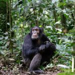 Chimpanzee Habituation Uganda