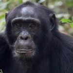 Uganda Primate Safaris