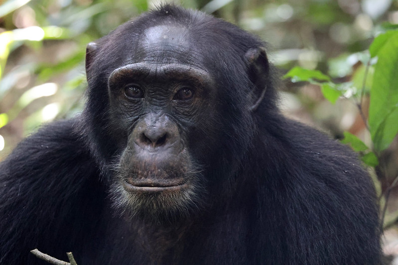 Uganda Primate Safaris