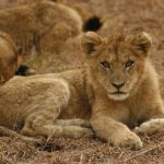 Uganda wildlife safari