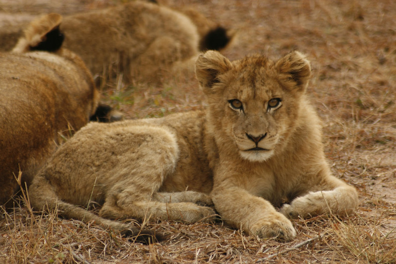 Uganda wildlife safari