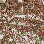 One Day Coffee Tour