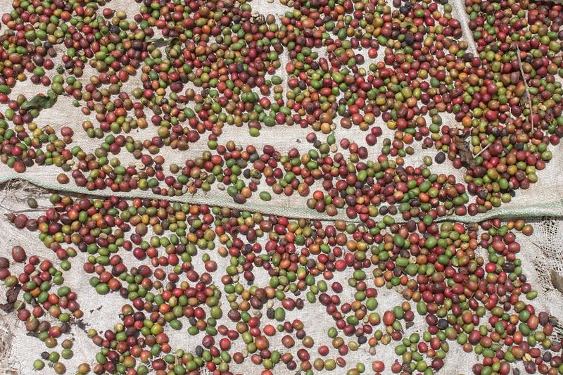 One Day Coffee Tour