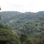 Echuya Forest Reserve