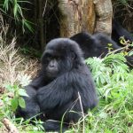 Rwanda eco tourism