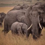 east africa travel tips