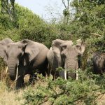 tourism in Uganda