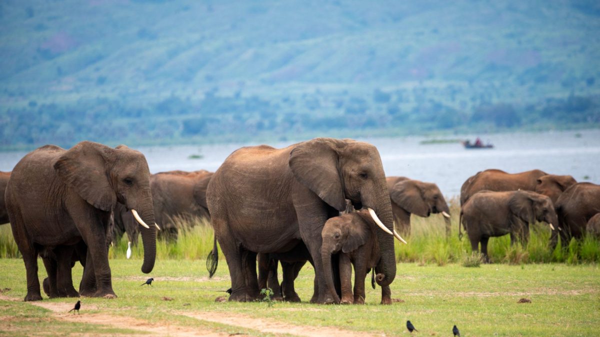 Big Five Animals in Uganda