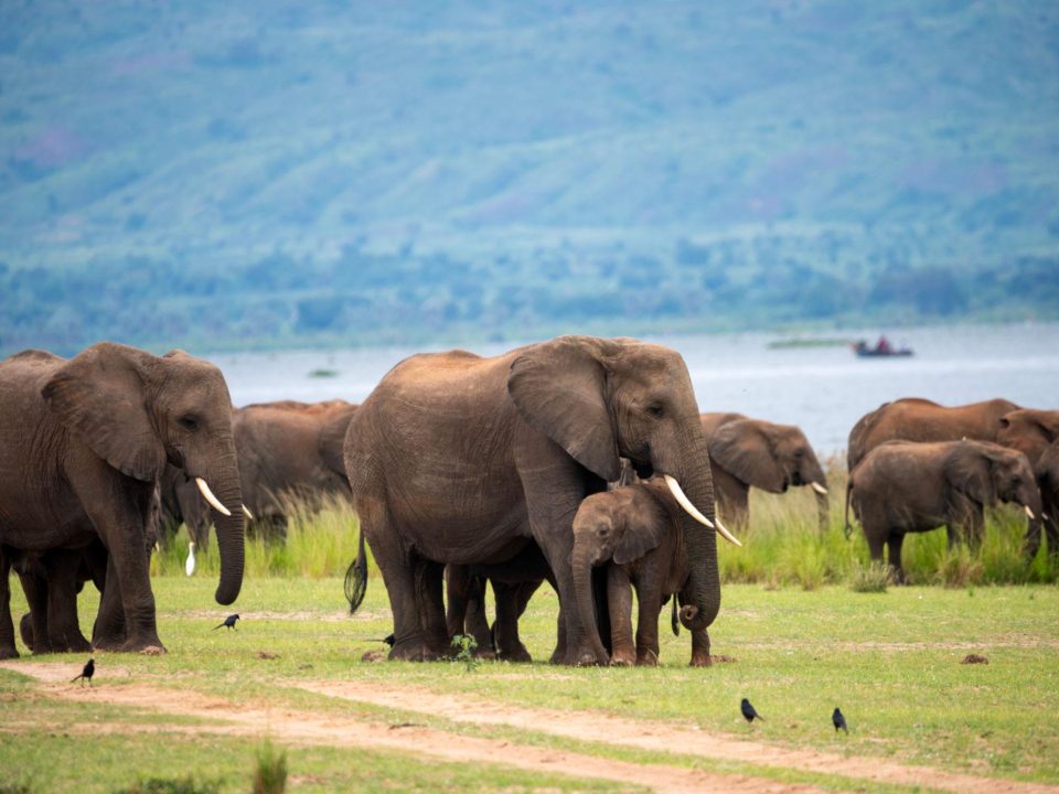 Big Five Animals in Uganda