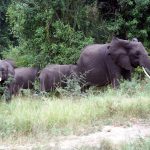 Family Safaris Uganda