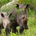 Rhino tracking Ziwa