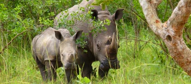 Rhino tracking Ziwa