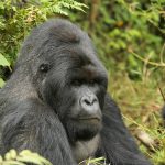 Tours Activities Attractions Kigezi