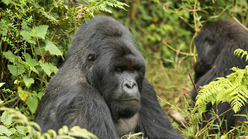 Tours Activities Attractions Kigezi