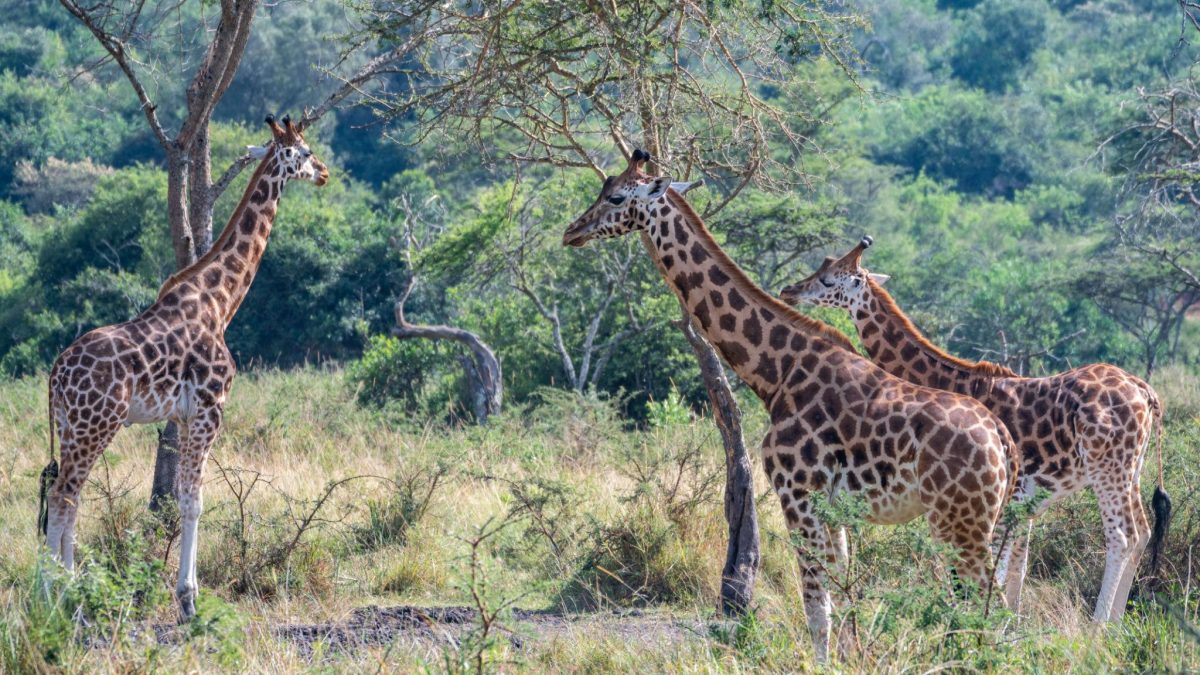 Nearest National Parks to Entebbe