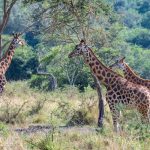 Nearest National Parks to Entebbe