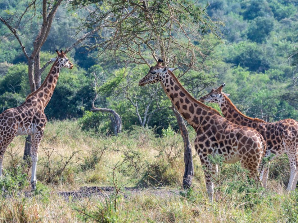 Nearest National Parks to Entebbe