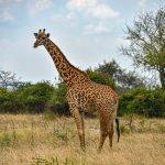 short weekend safari Rwanda