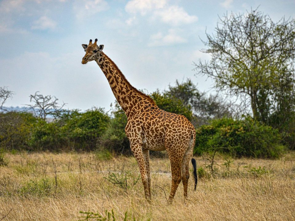 short weekend safari Rwanda