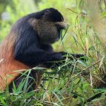 golden monkey trekking Mgahinga
