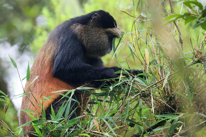 golden monkey trekking Mgahinga