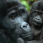 Low season gorilla trekking Uganda
