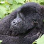 Dry Season in Uganda