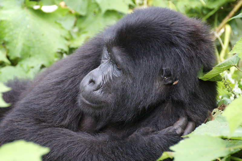 Dry Season in Uganda