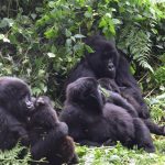 Volcanoes National Park Gorilla Trekking
