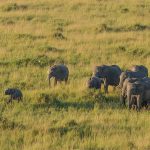 safari photography tips