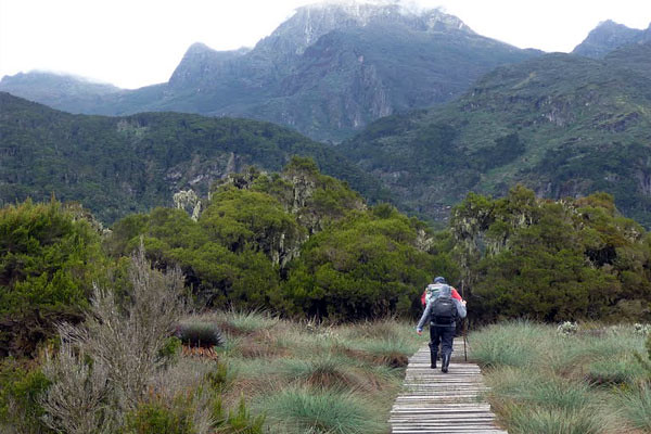 Rwenzori Mountains hiking